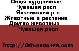 Овцы курдючные - Чувашия респ., Яльчикский р-н Животные и растения » Другие животные   . Чувашия респ.